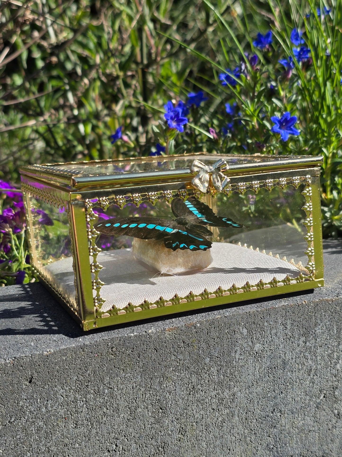Vlinder in Gouden Display Box met Citrien