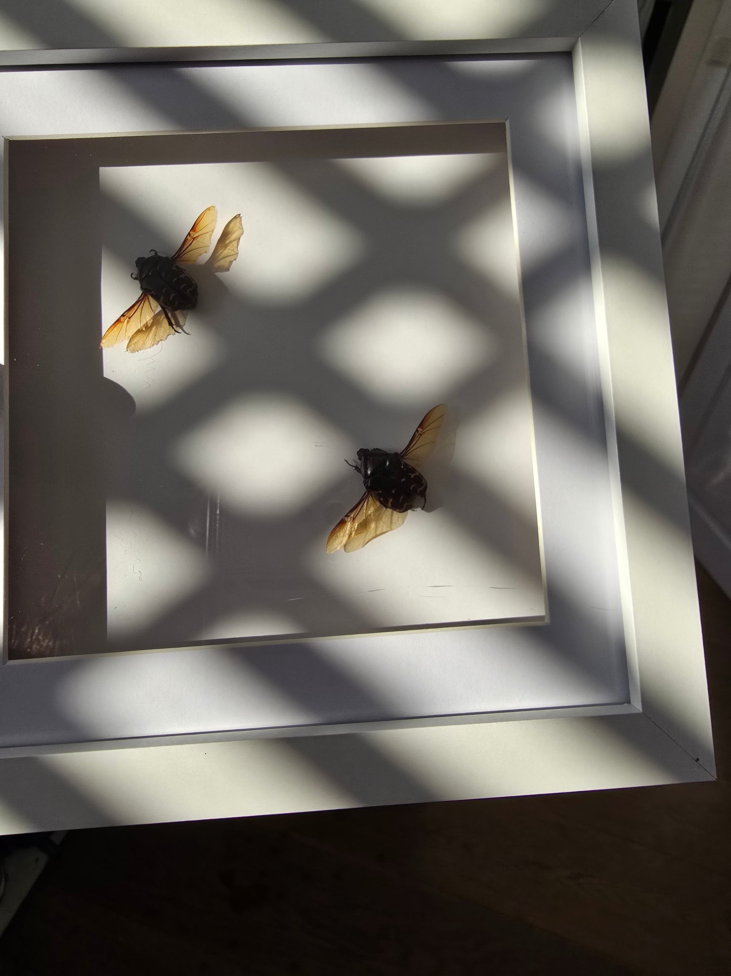 insectenlijstje 2e kansje✨