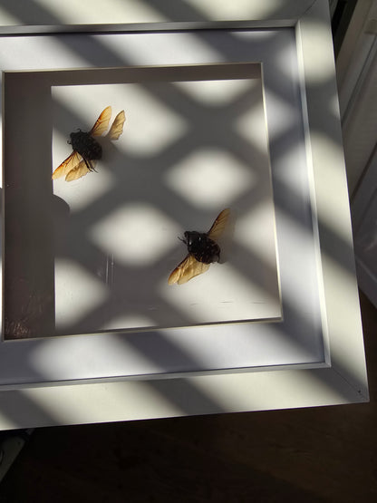 insectenlijstje 2e kansje✨
