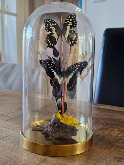 🦋XL vlinderstolp Graphium Doson & Papilio Demoleus🦋