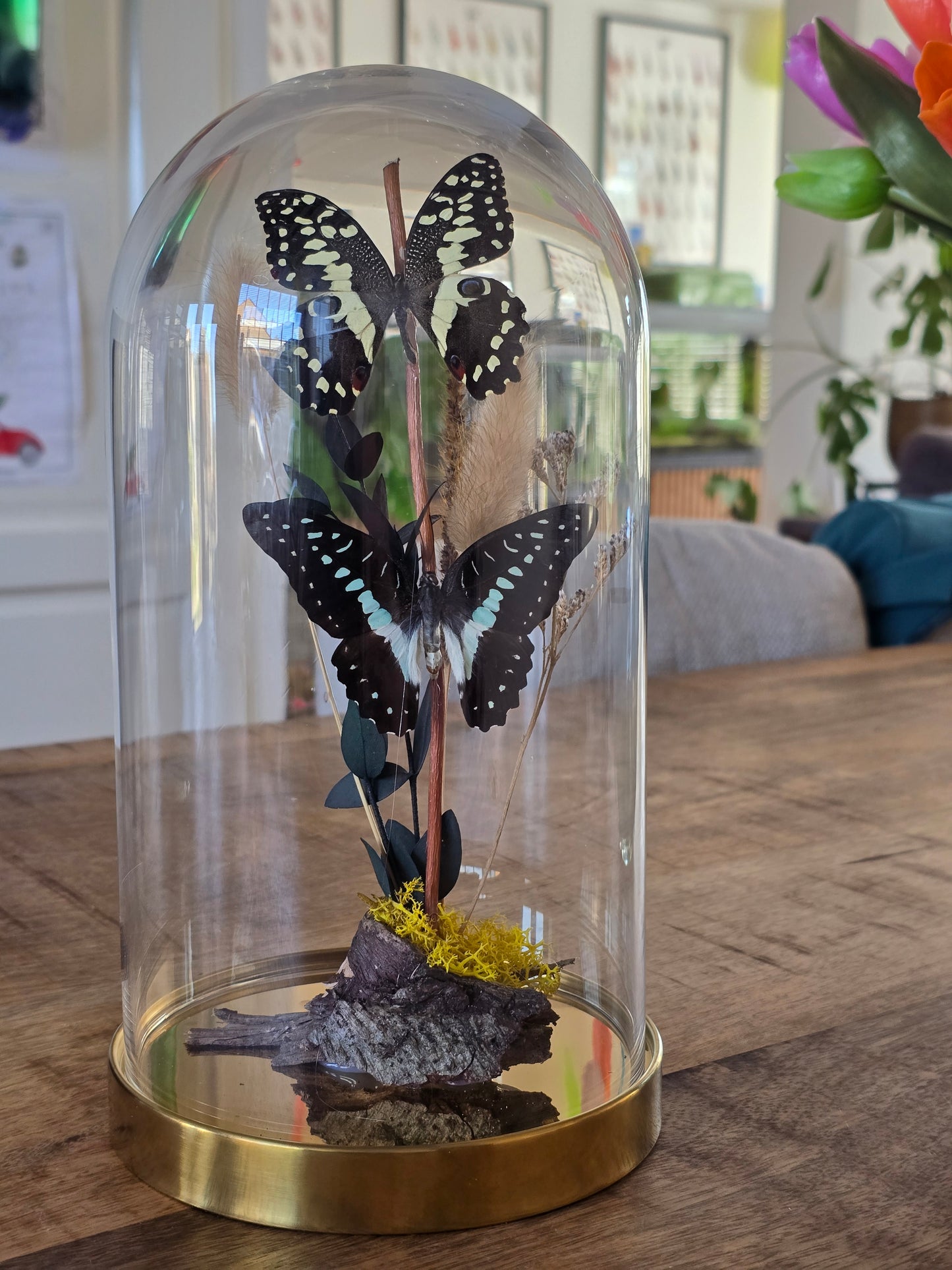 🦋XL vlinderstolp Graphium Doson & Papilio Demoleus🦋