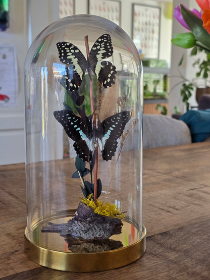 🦋XL vlinderstolp Graphium Doson & Papilio Demoleus🦋