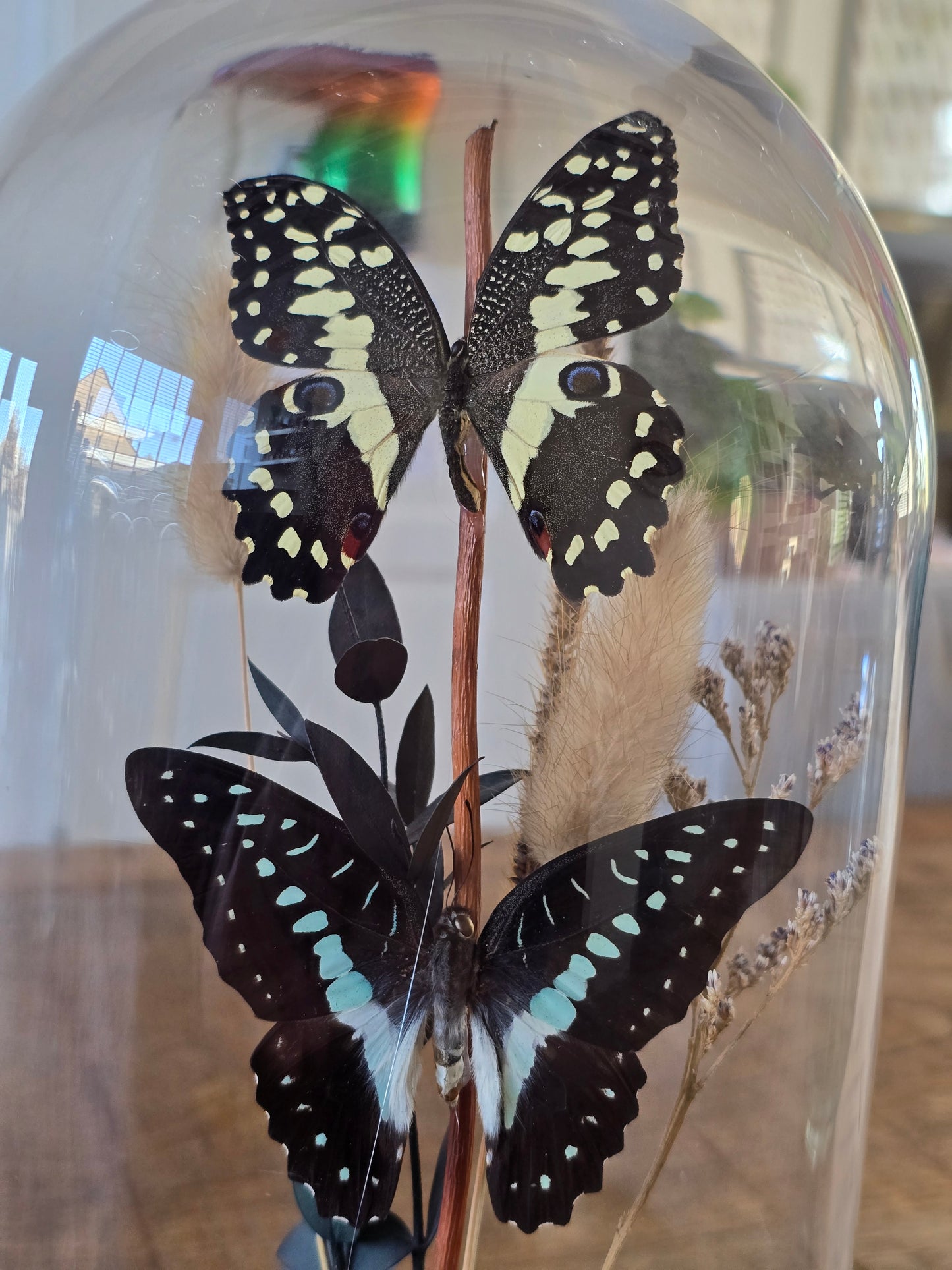 🦋XL vlinderstolp Graphium Doson & Papilio Demoleus🦋