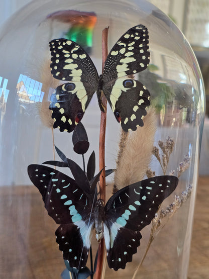 🦋XL vlinderstolp Graphium Doson & Papilio Demoleus🦋