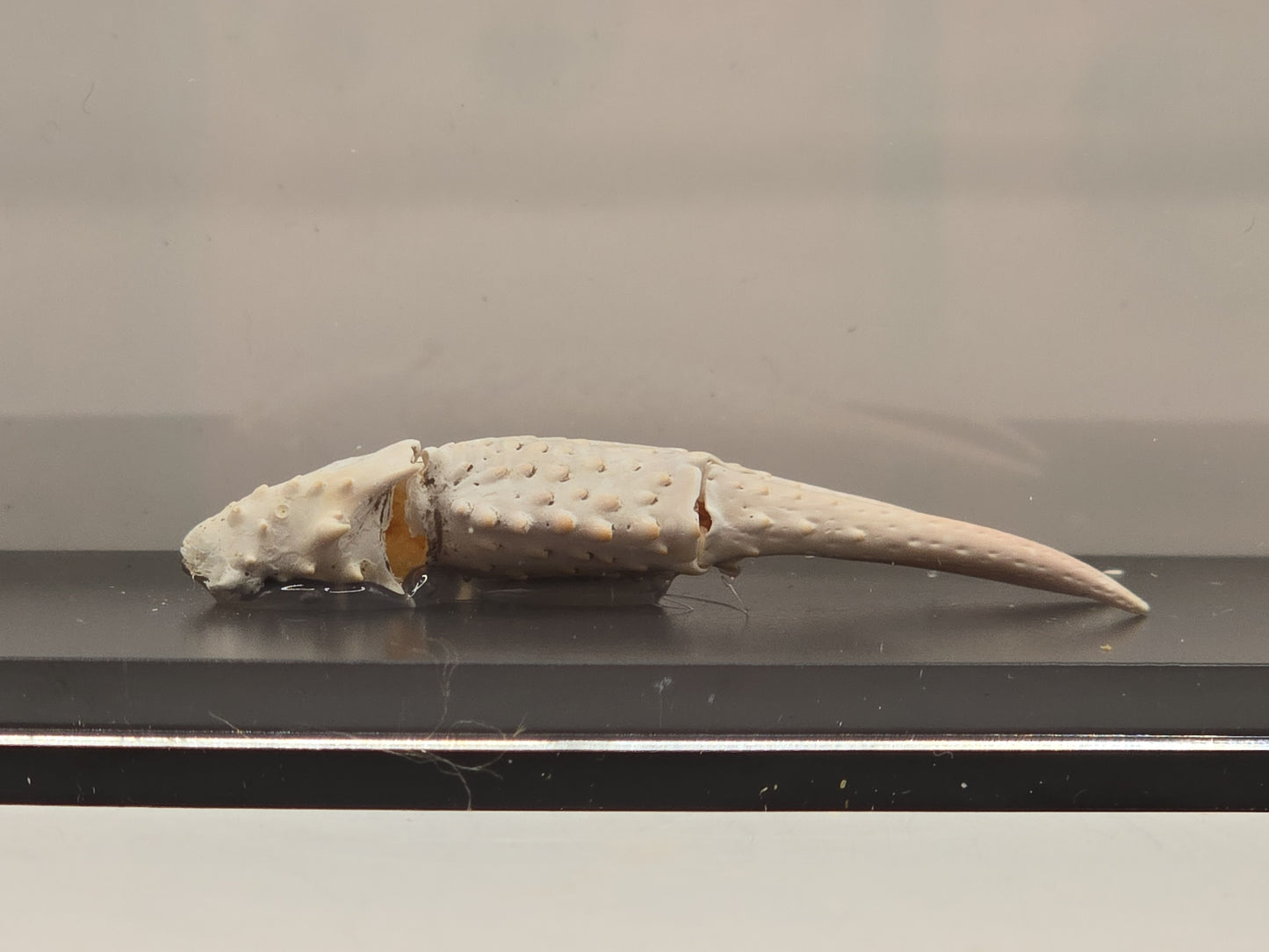 Krabschaar in Display Box