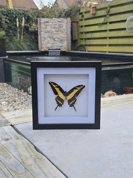 🦋 Papilio Thoas Vlinder in Luxe 3D Lijst