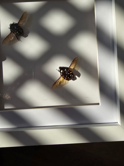insectenlijstje 2e kansje✨