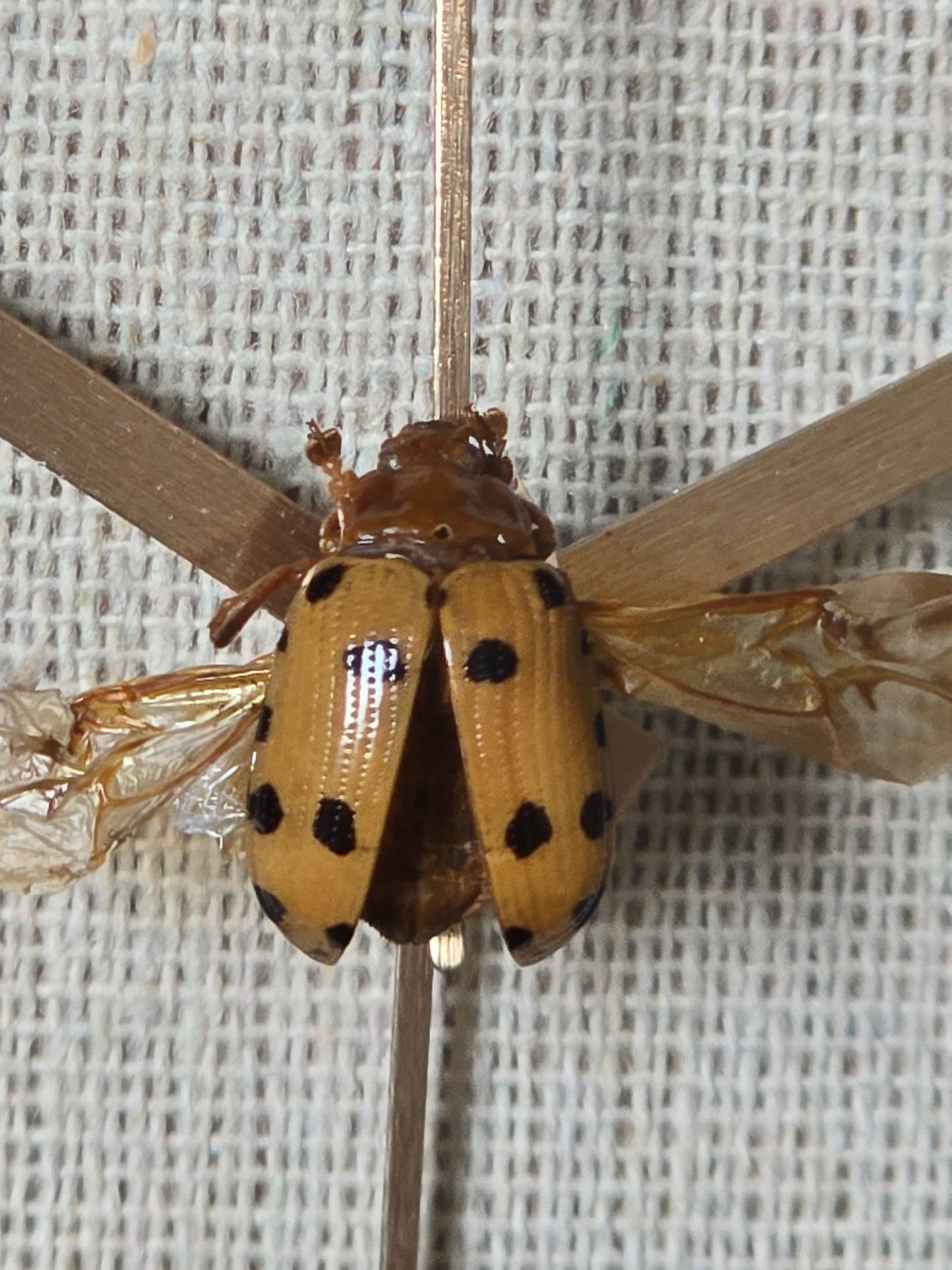 Unieke wekker met insect