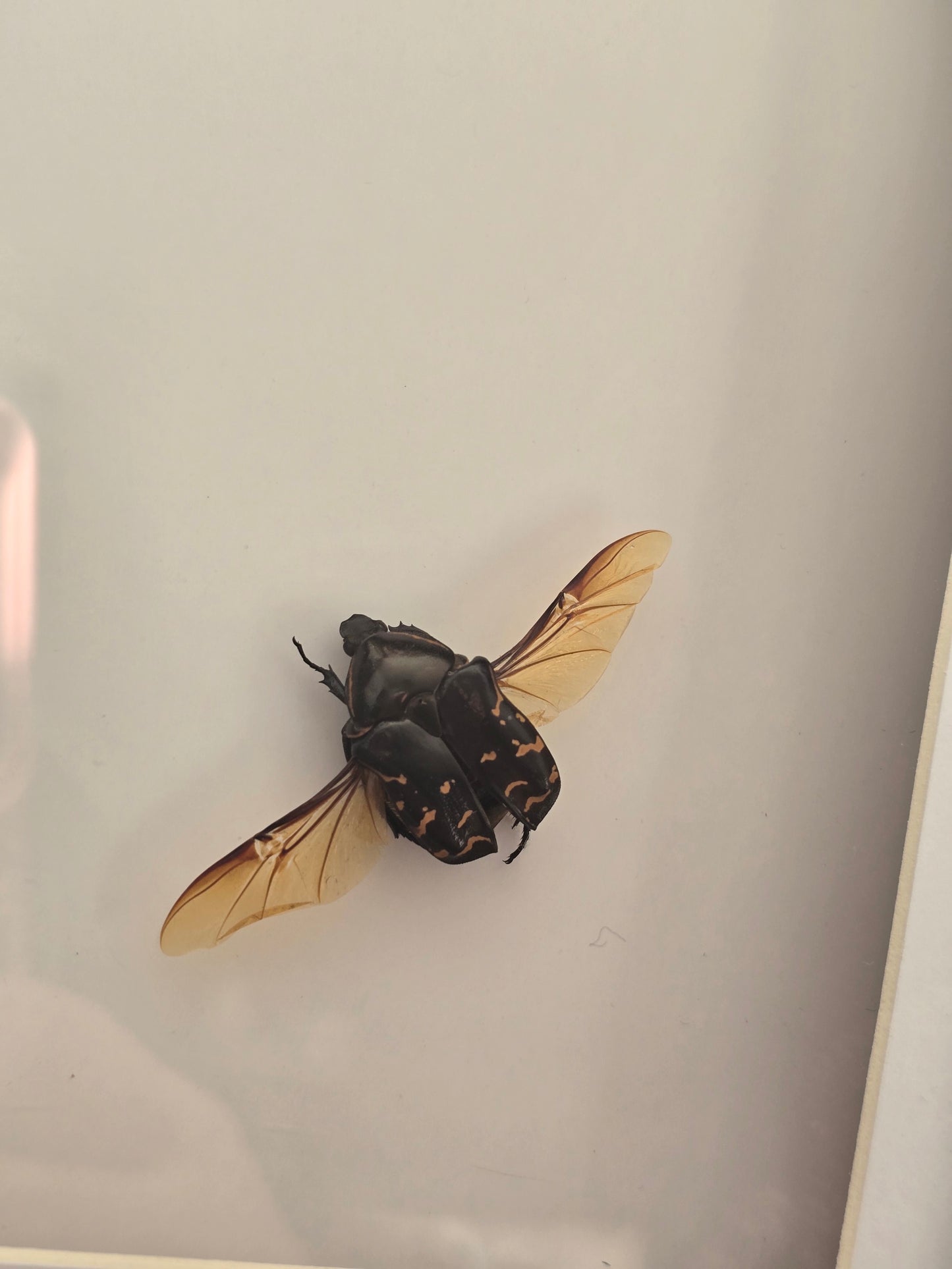 insectenlijstje 2e kansje✨