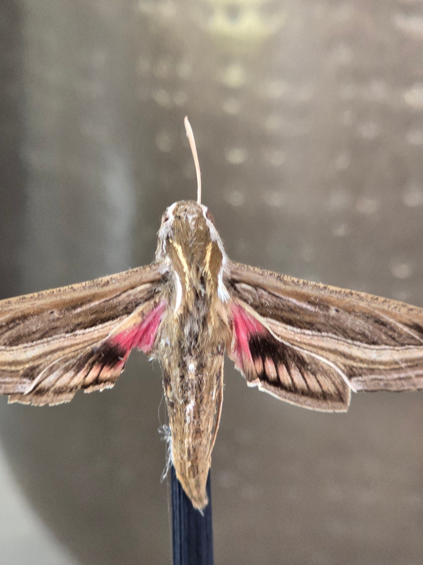 🦋 Opgezette Nachtvlinder in Stolp 🦋