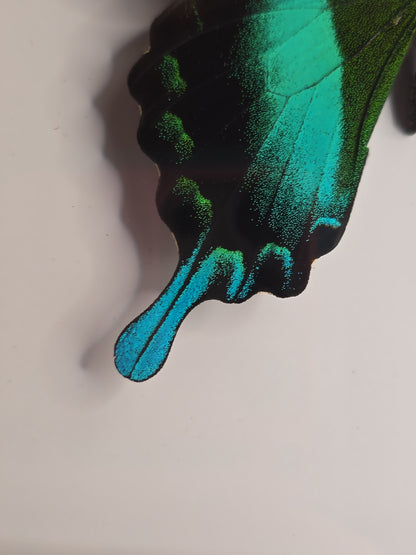 🦋 Opgezette Papilio Blumei – Peacock Swallowtail in luxe 3D lijst