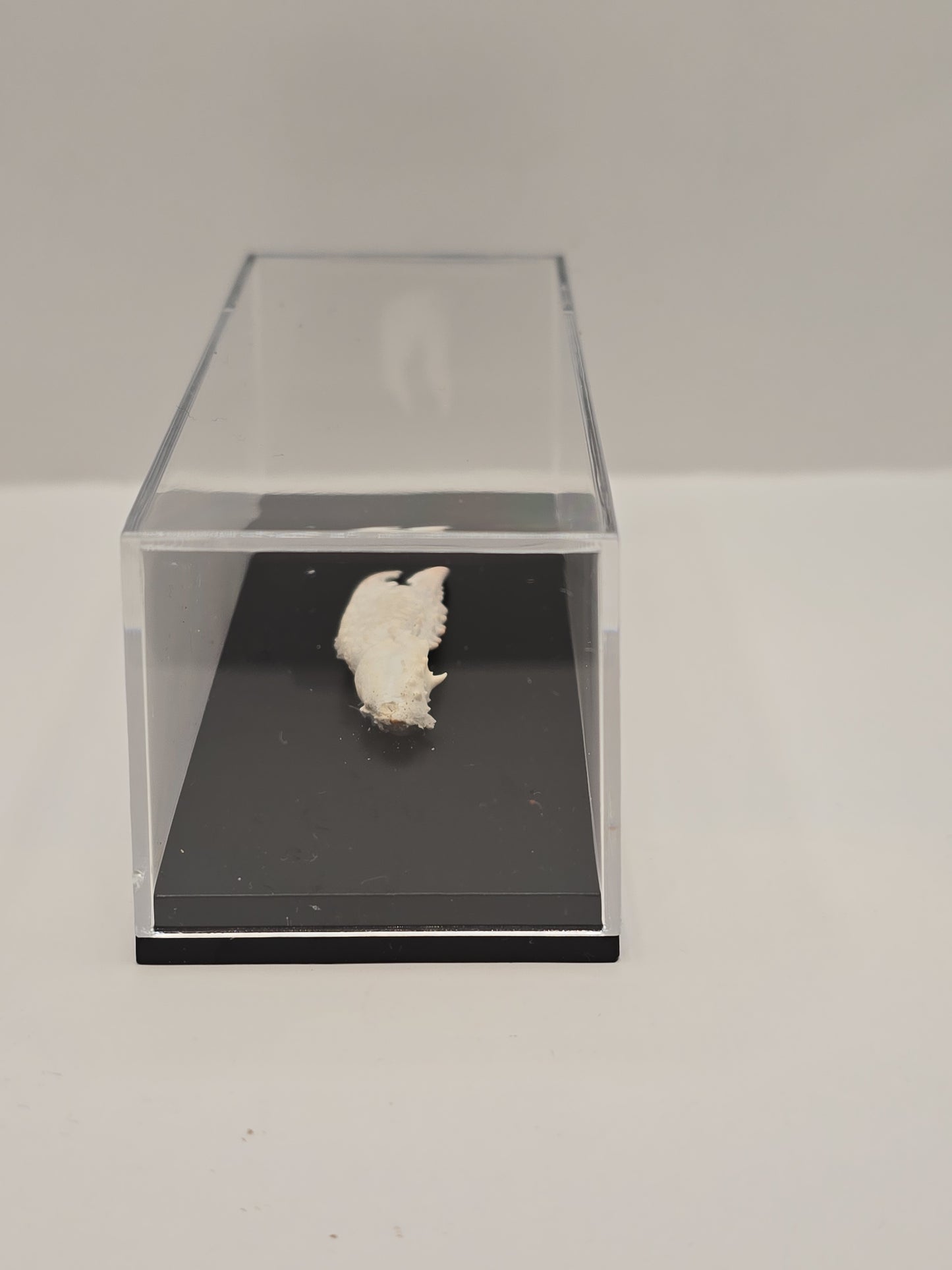 Krabschaar in Display Box