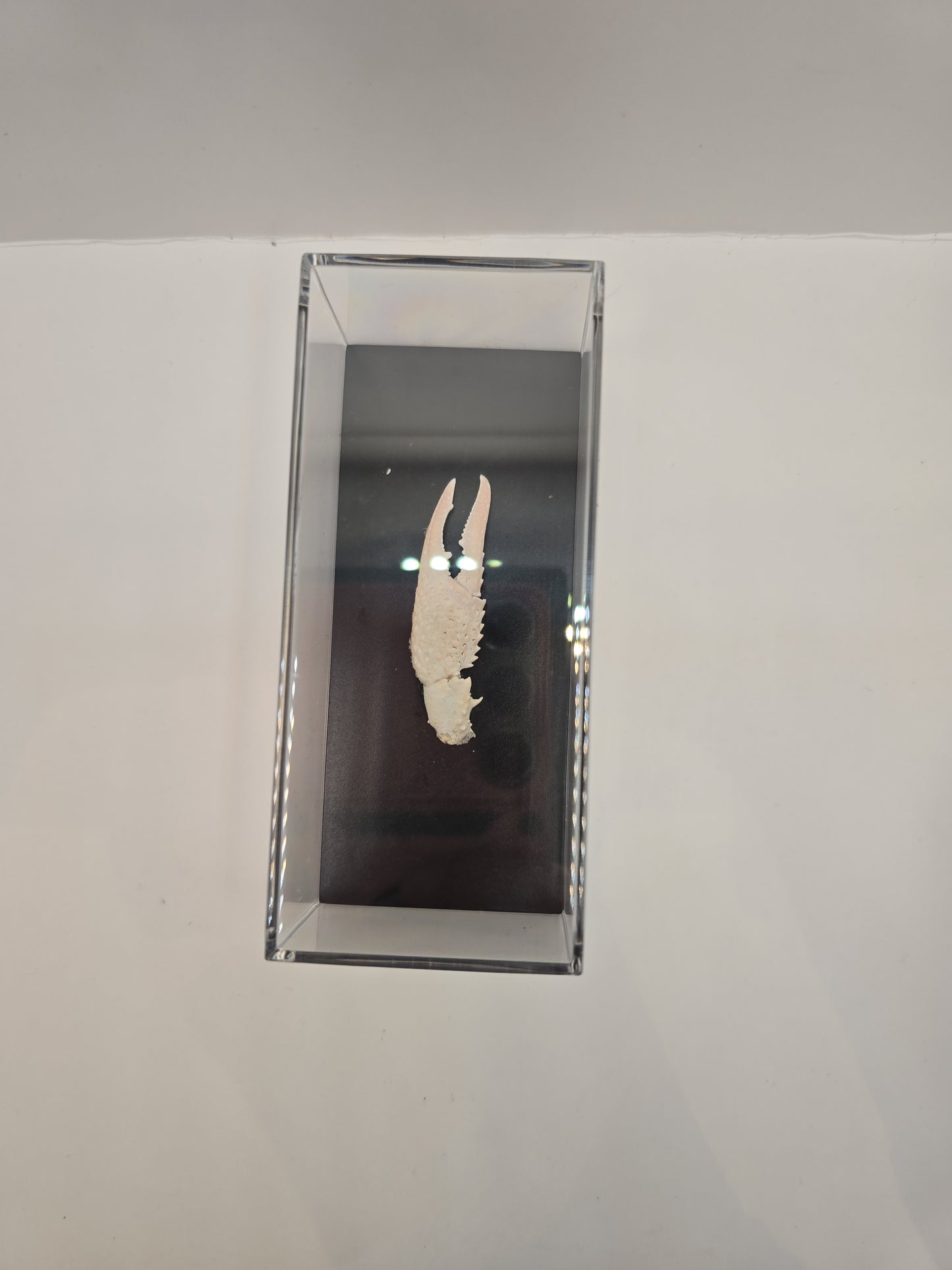 Krabschaar in Display Box