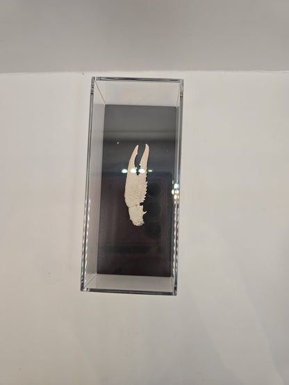 Krabschaar in Display Box