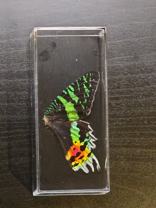 vlindervleugels in een transparante kunststof displaybox