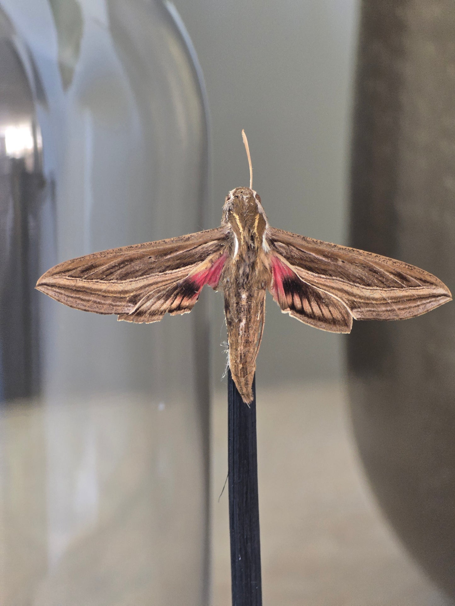 🦋 Opgezette Nachtvlinder in Stolp 🦋