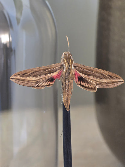 🦋 Opgezette Nachtvlinder in Stolp 🦋