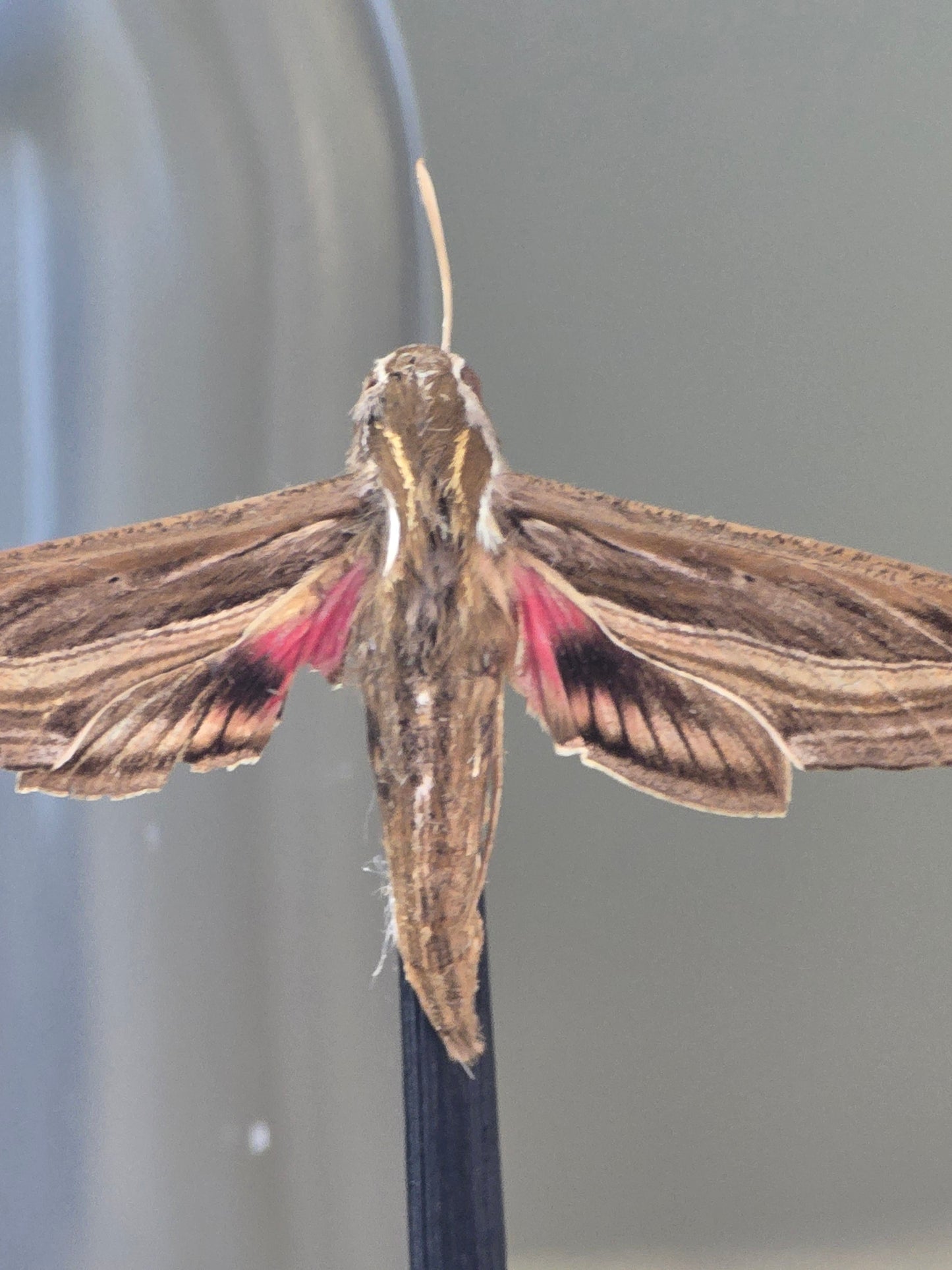 🦋 Opgezette Nachtvlinder in Stolp 🦋