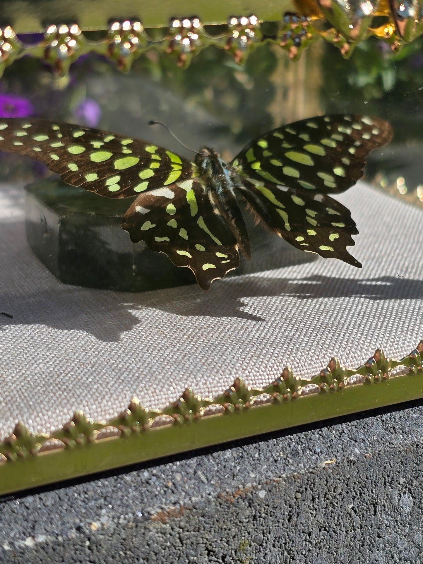 Luxe Vlinder met Labradoriet Gouden Display Box