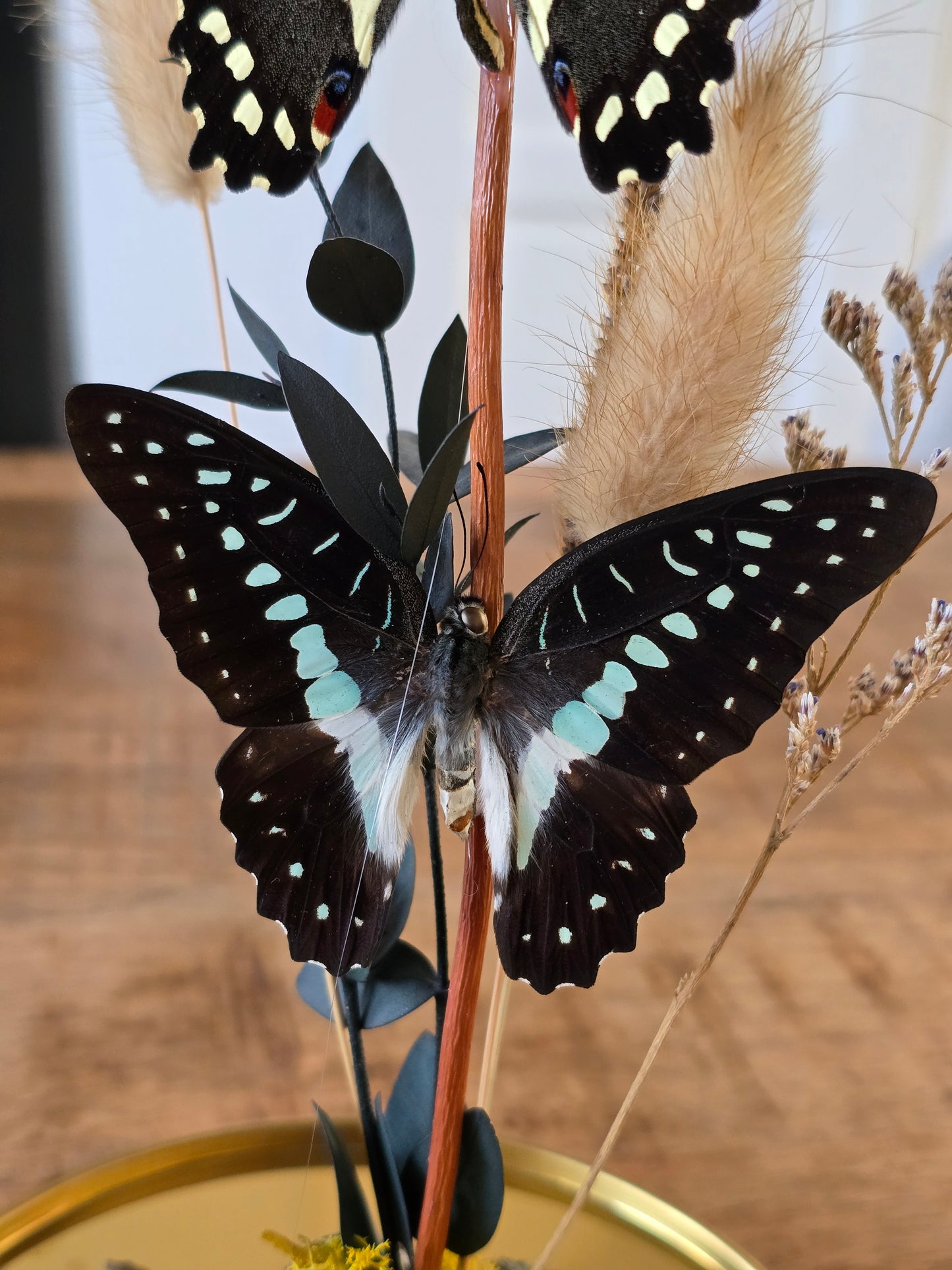 🦋XL vlinderstolp Graphium Doson & Papilio Demoleus🦋