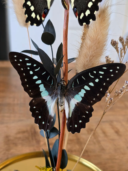🦋XL vlinderstolp Graphium Doson & Papilio Demoleus🦋