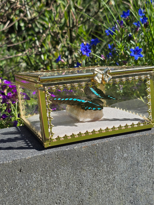 Vlinder in Gouden Display Box met Citrien