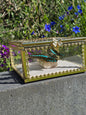 Vlinder in Gouden Display Box met Citrien