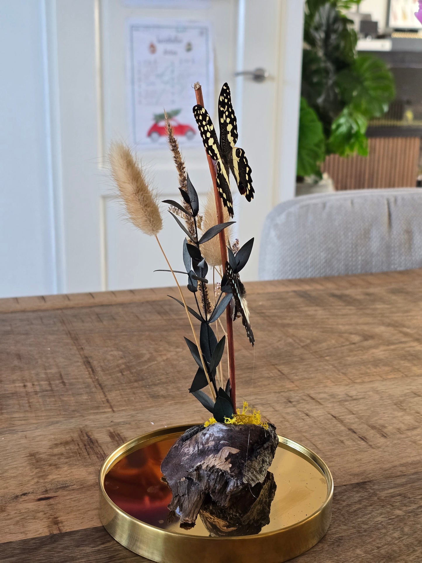 🦋XL vlinderstolp Graphium Doson & Papilio Demoleus🦋
