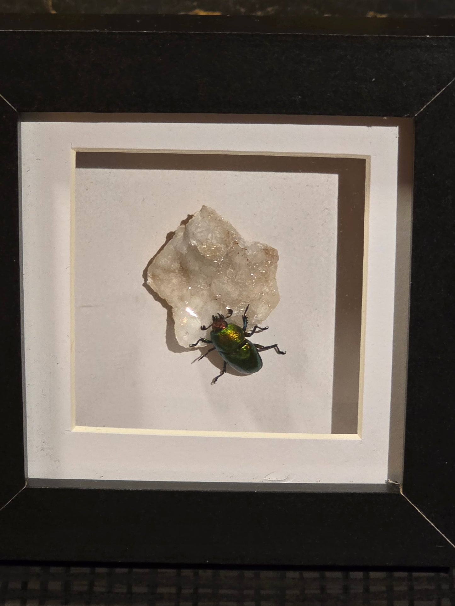 🪲 Lamprima Adolphinae met Kristal – Luxe 3D Lijst