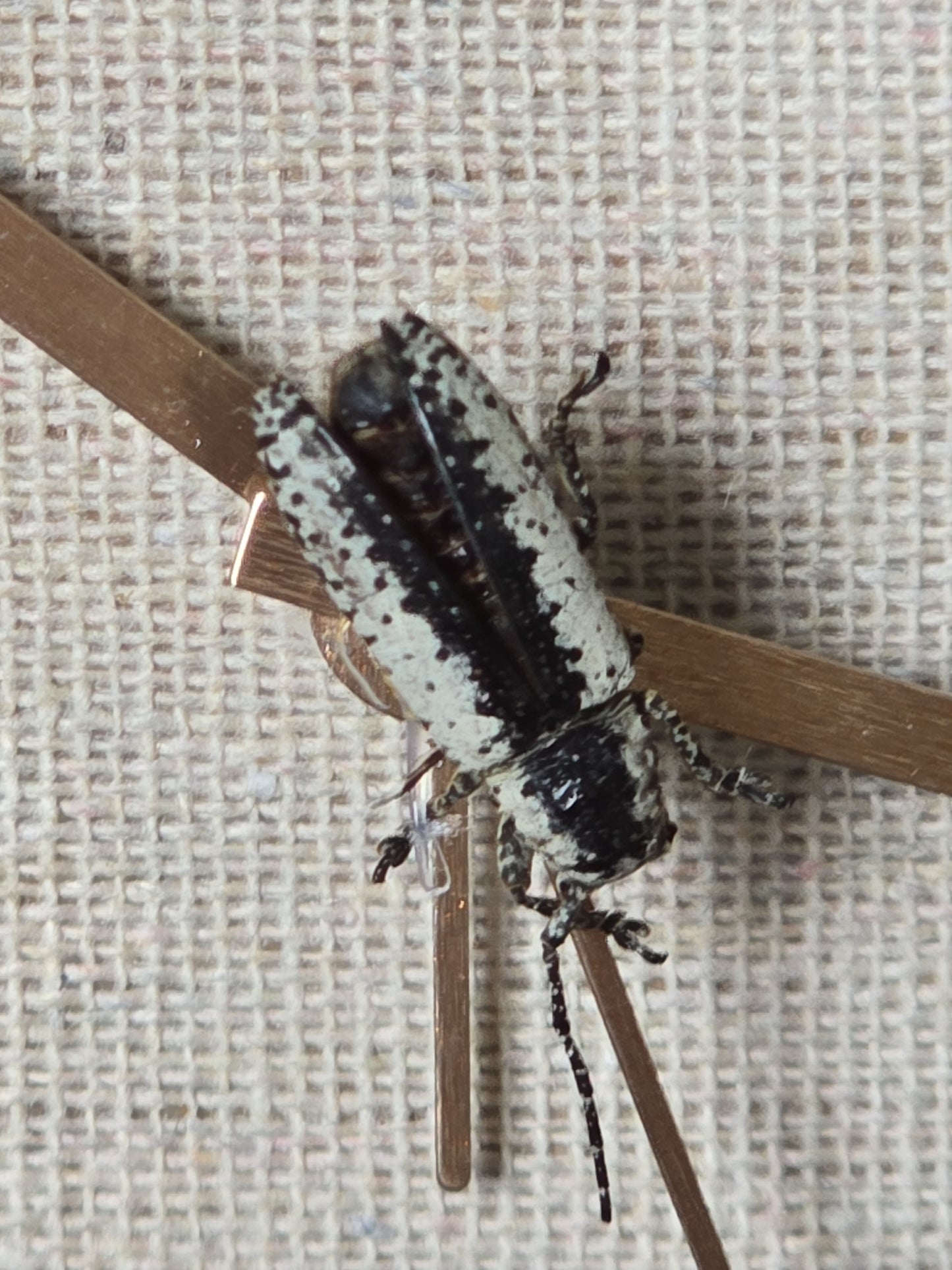 Wekker met insect