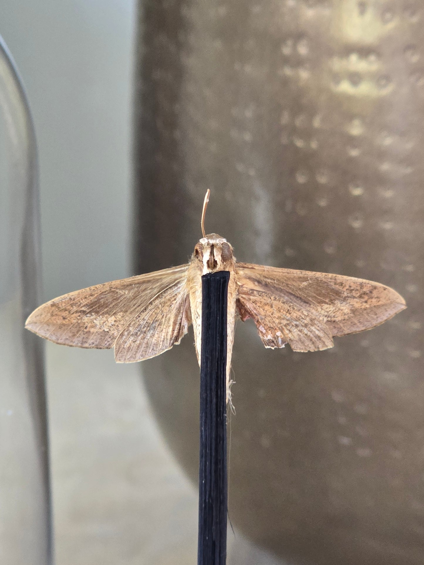 🦋 Opgezette Nachtvlinder in Stolp 🦋