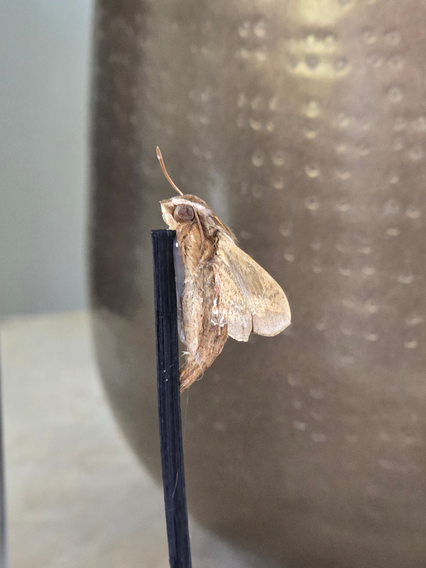 🦋 Opgezette Nachtvlinder in Stolp 🦋