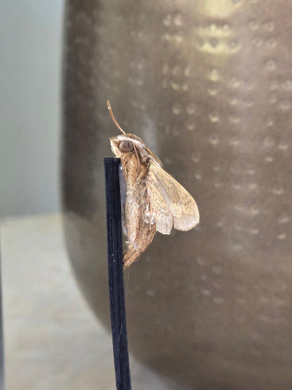 🦋 Opgezette Nachtvlinder in Stolp 🦋
