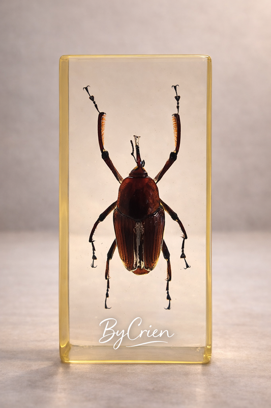 🪲 Herculeskever in epoxy