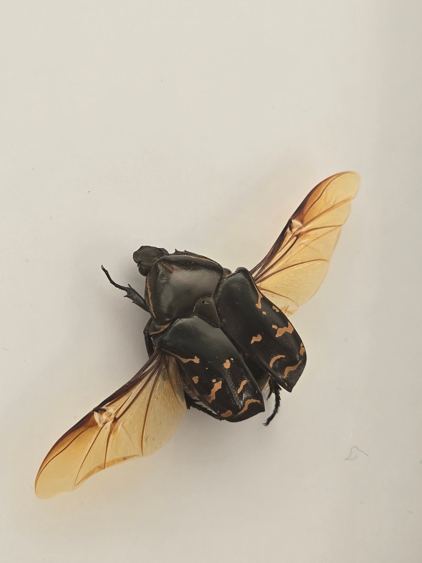 insectenlijstje 2e kansje✨