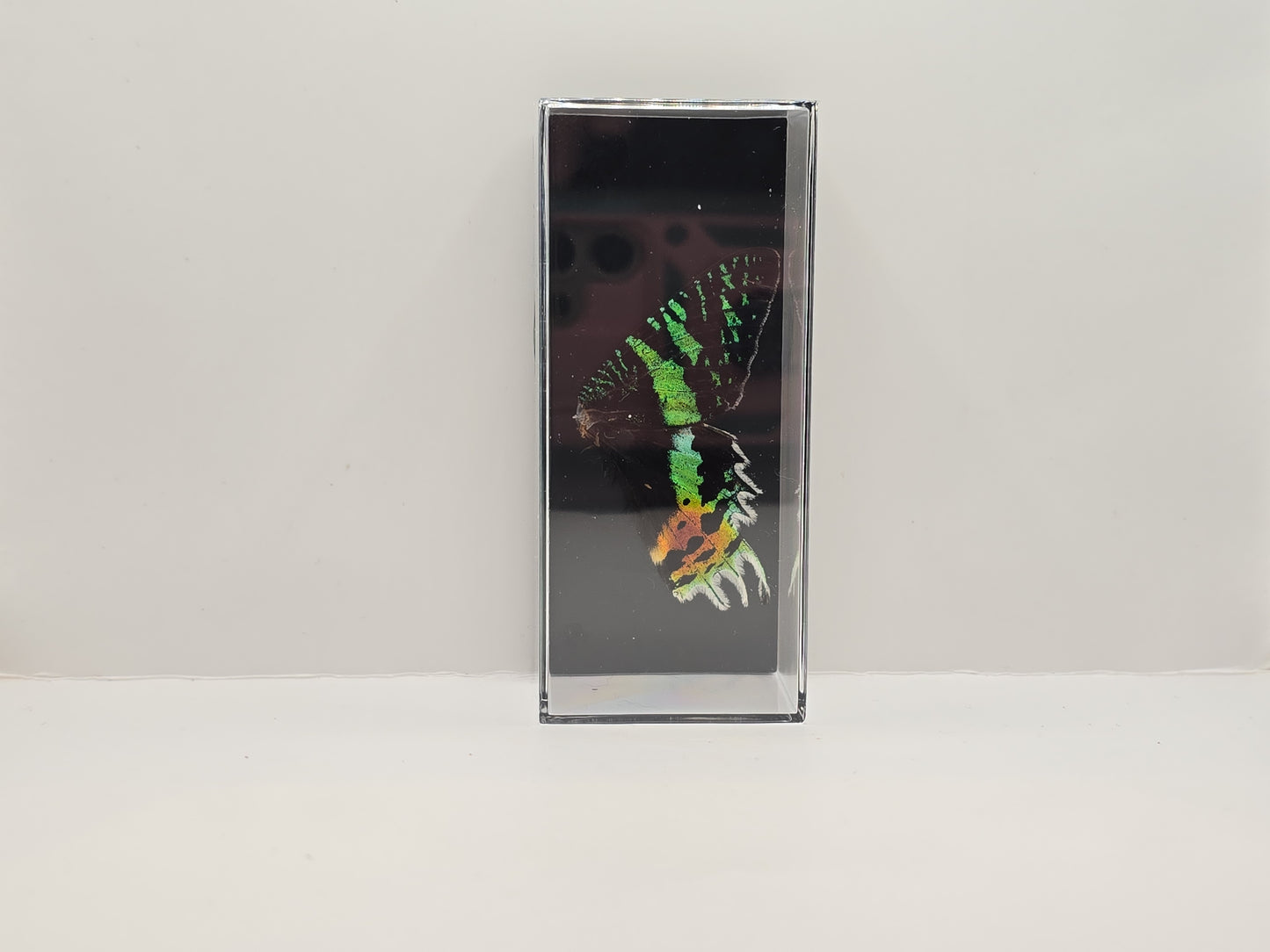 vlindervleugels in een transparante kunststof displaybox