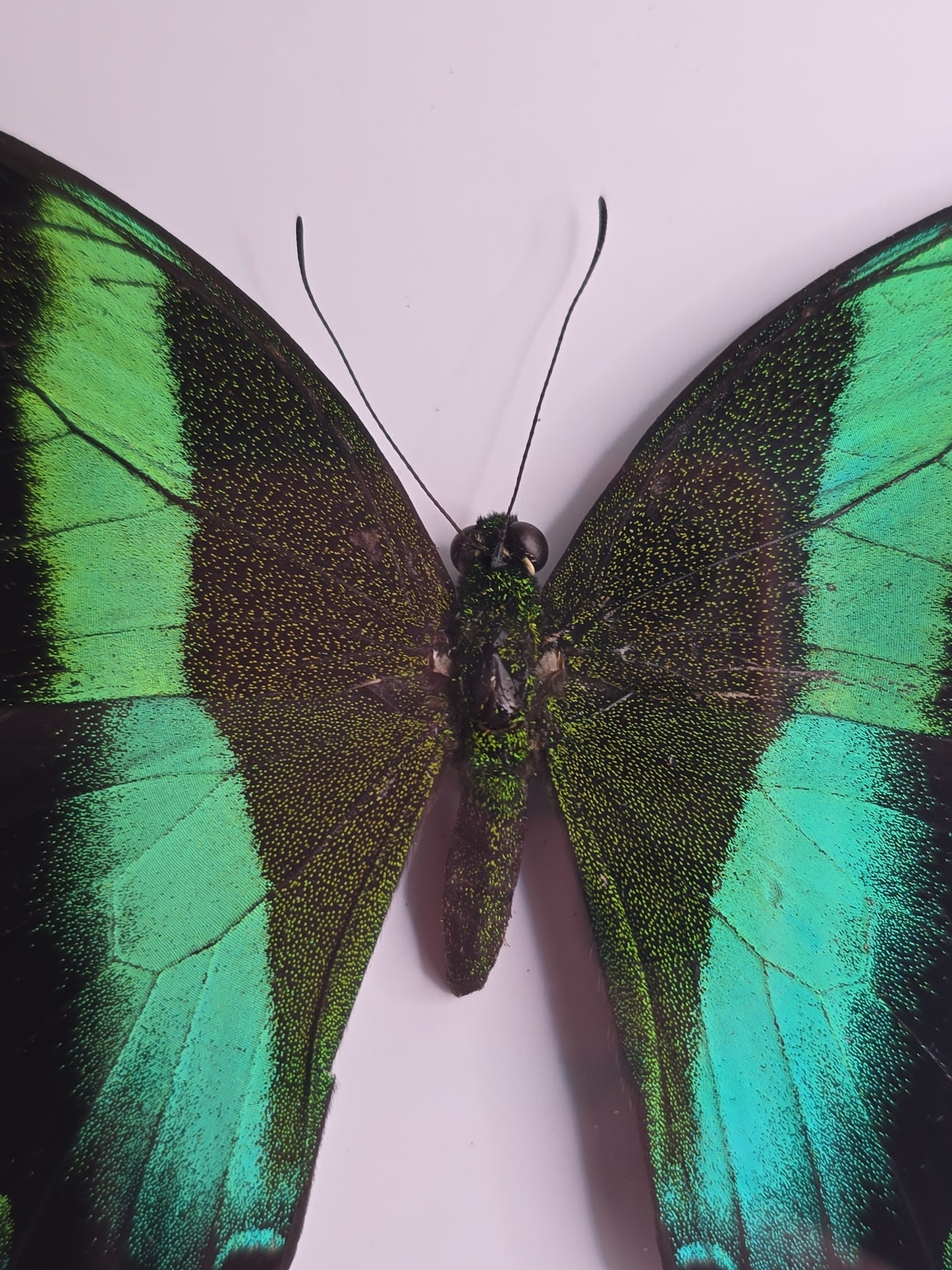 🦋 Opgezette Papilio Blumei – Peacock Swallowtail in luxe 3D lijst