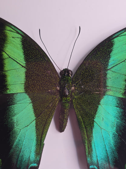 🦋 Opgezette Papilio Blumei – Peacock Swallowtail in luxe 3D lijst