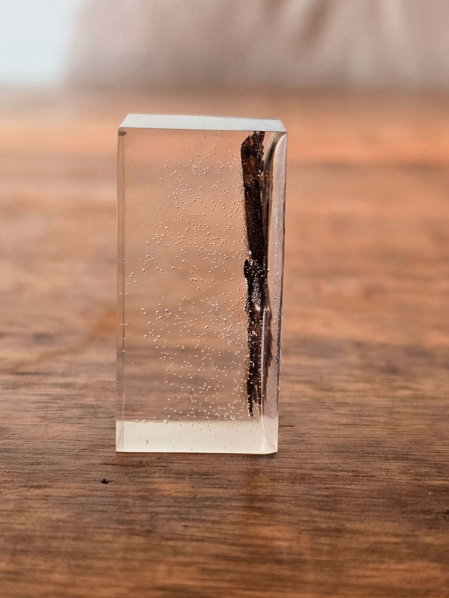 Vlinder vleugels in epoxy