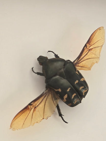 insectenlijstje 2e kansje✨