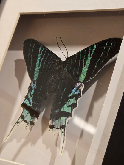 🦋 Urania Leilus – in 3D Lijst