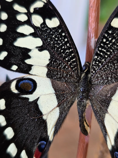 🦋XL vlinderstolp Graphium Doson & Papilio Demoleus🦋