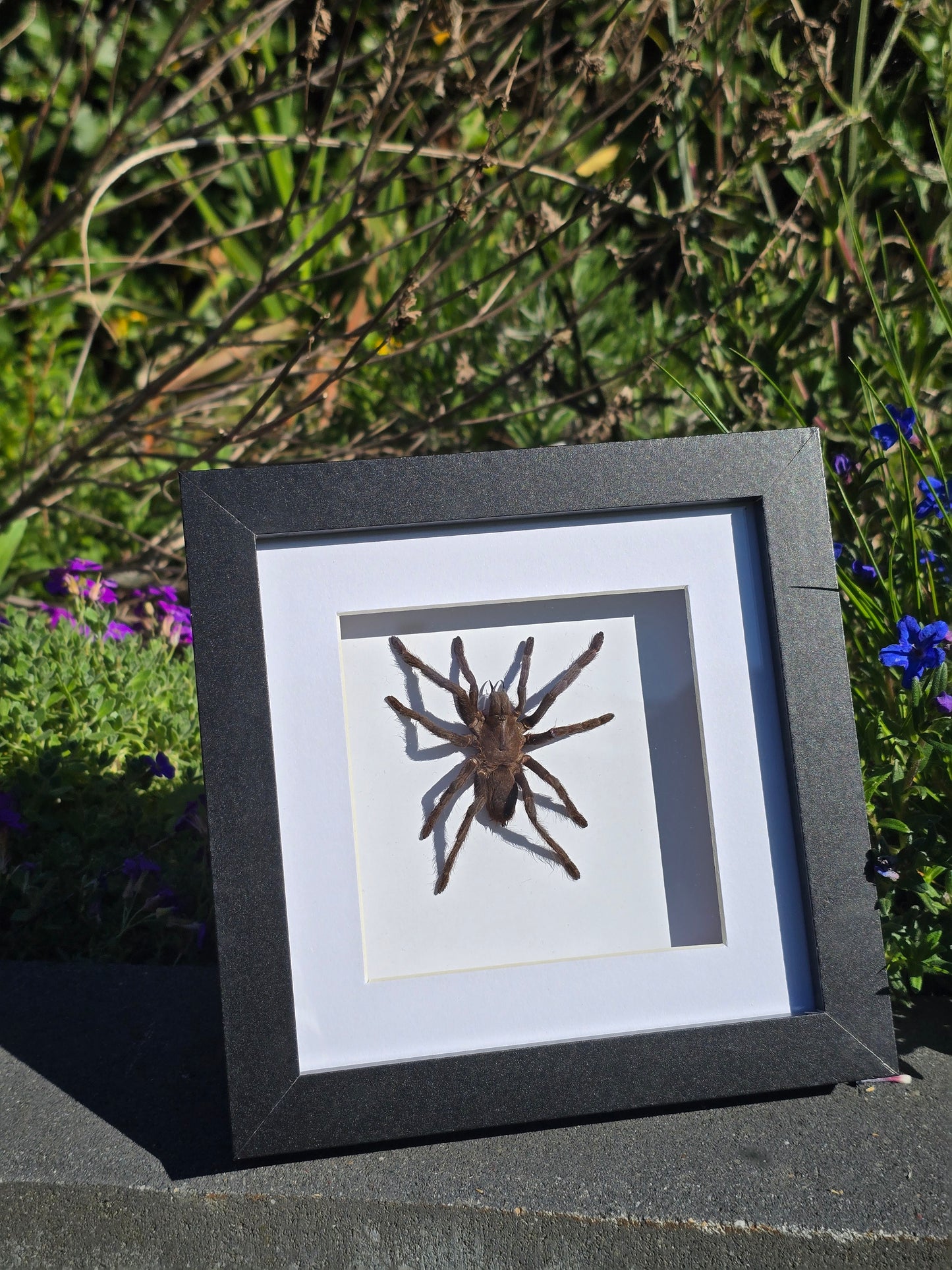 Eurypelma spinicrus Tarantula – Ingelijst