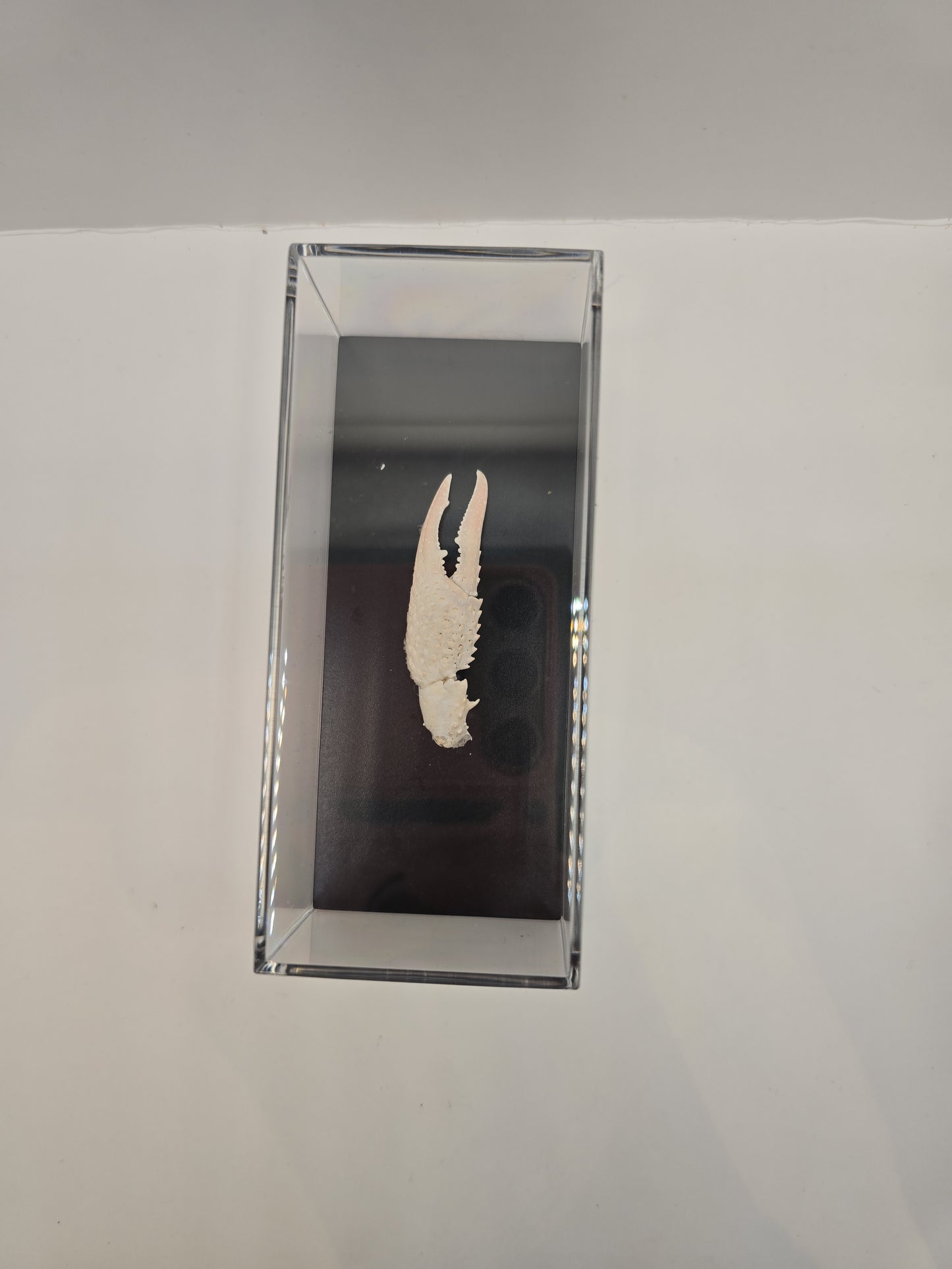 Krabschaar in Display Box