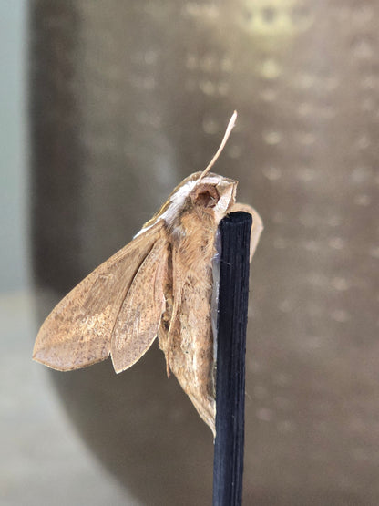 🦋 Opgezette Nachtvlinder in Stolp 🦋
