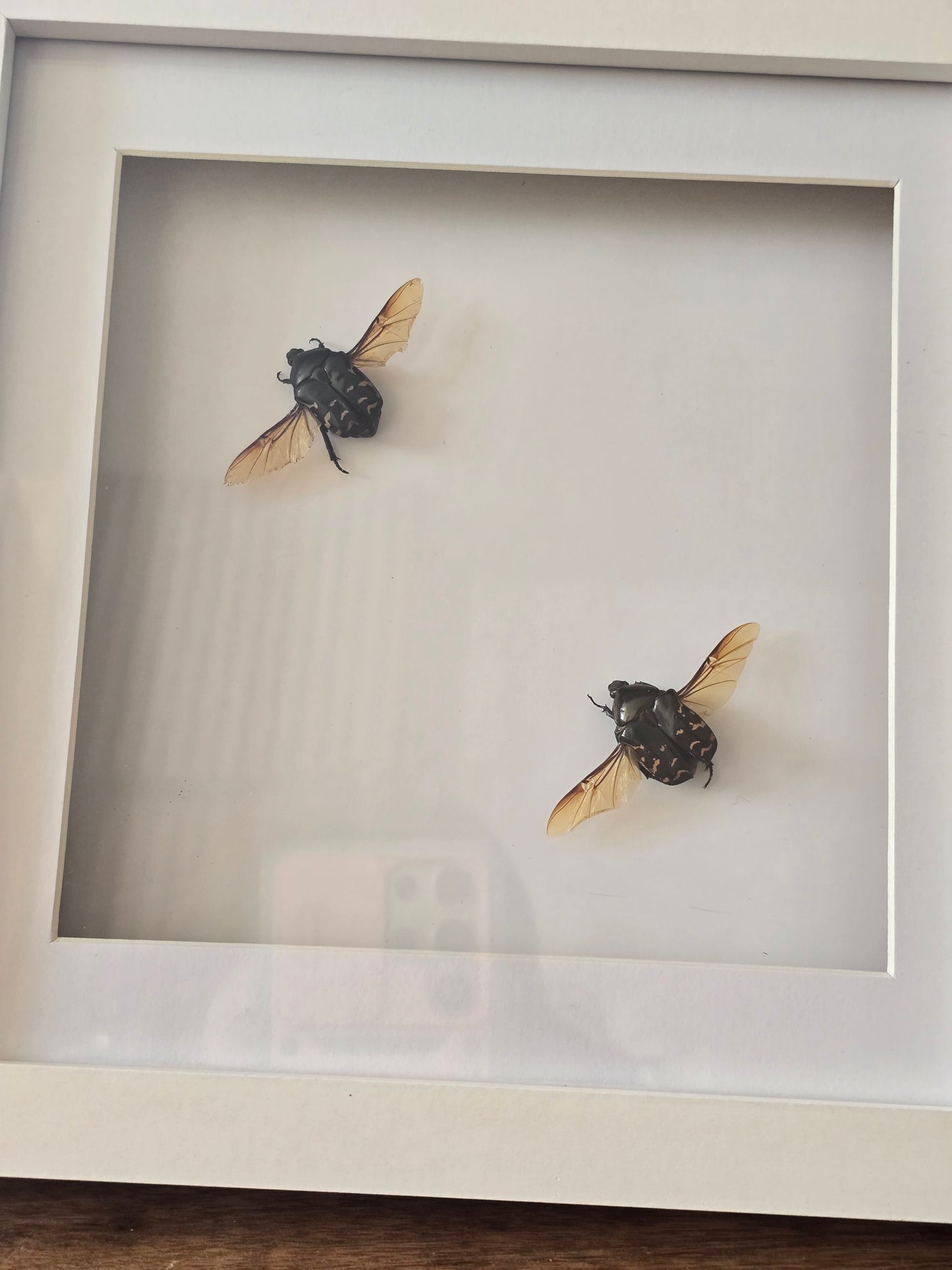 insectenlijstje 2e kansje✨