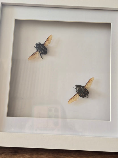 insectenlijstje 2e kansje✨