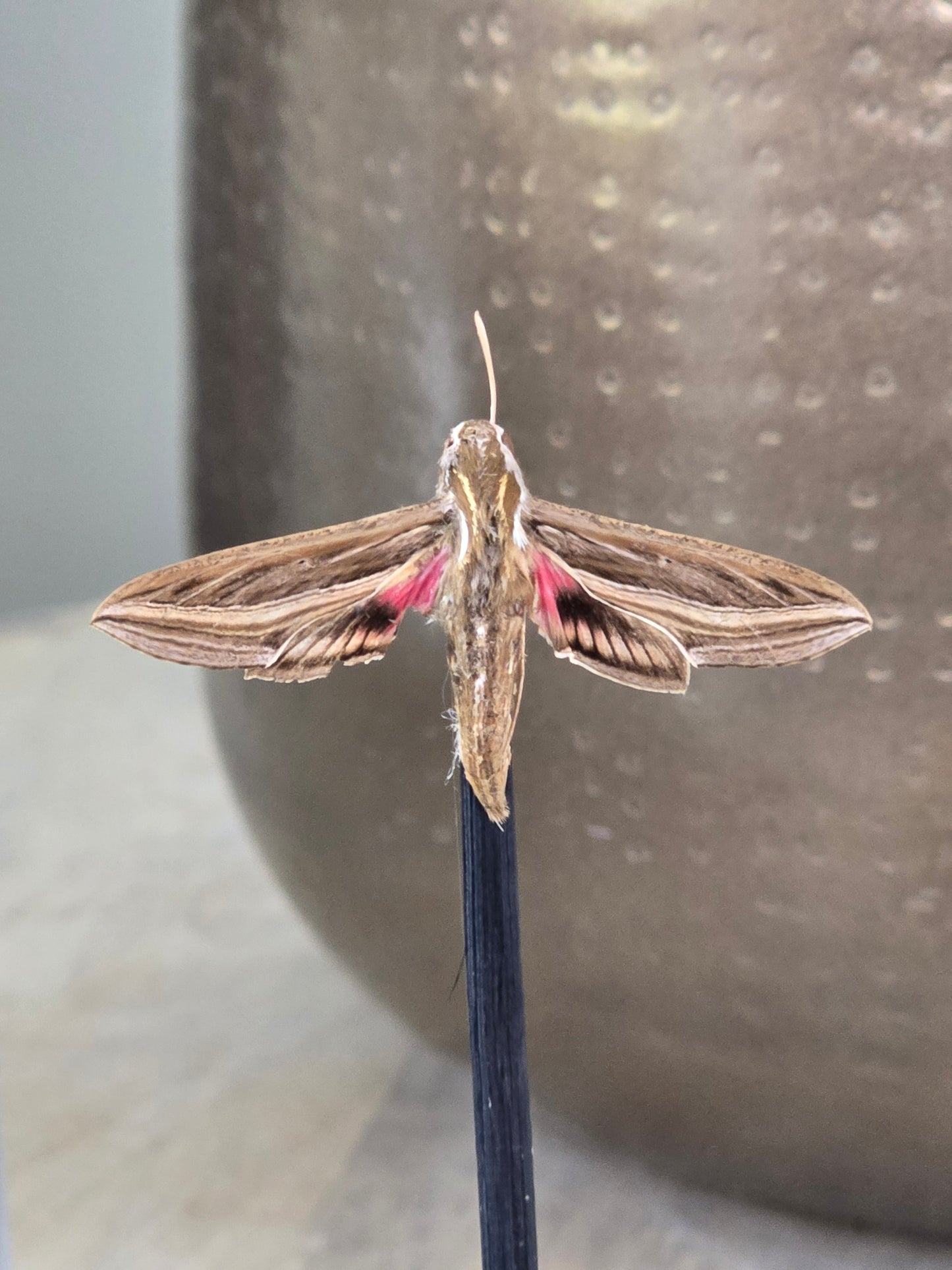 🦋 Opgezette Nachtvlinder in Stolp 🦋