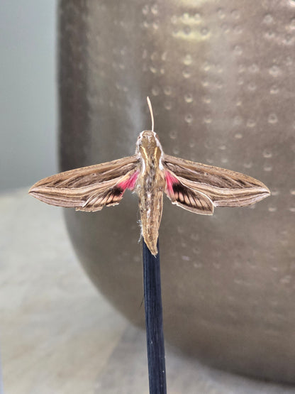🦋 Opgezette Nachtvlinder in Stolp 🦋
