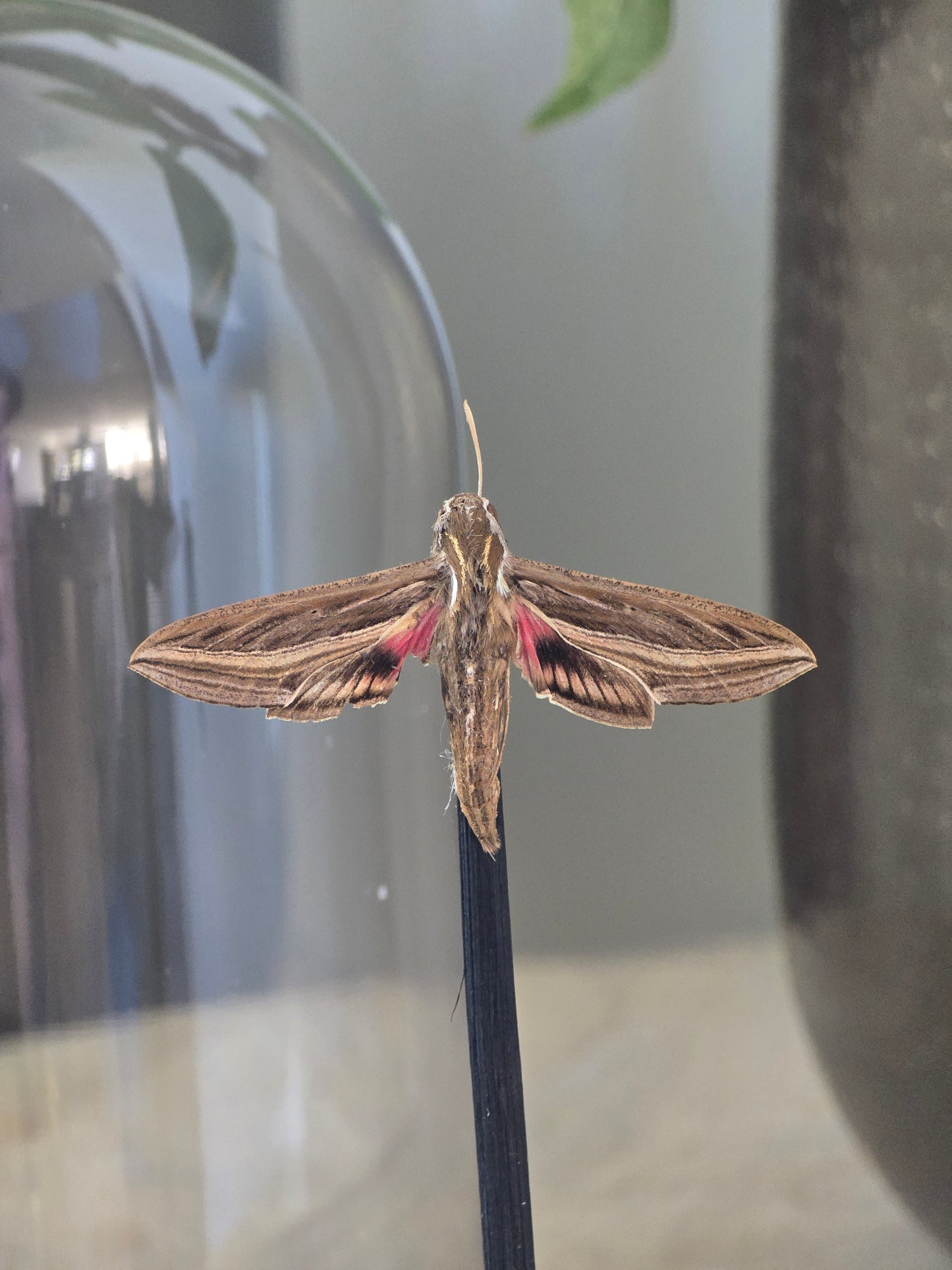 🦋 Opgezette Nachtvlinder in Stolp 🦋